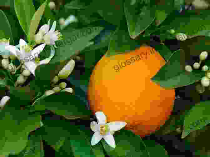 Orange Trees In Bloom Against A Blue Sky Costa Del Sol: Marbella (50 Images)