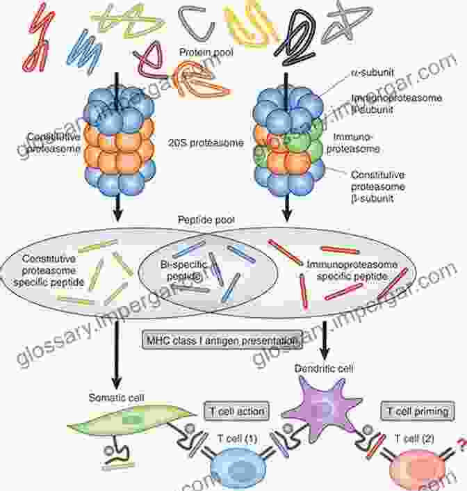 Schematic Representation Of The Immunoproteasome Structure Structural And Functional Characterization Of The Immunoproteasome (Springer Theses)