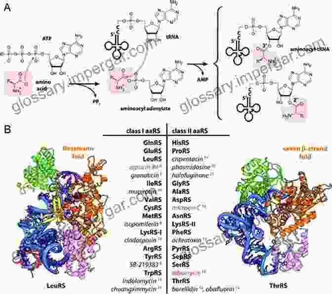 Structure Of Aminoacyl TRNA Synthetases Aminoacyl TRNA Synthetases In Biology And Medicine (Topics In Current Chemistry 344)