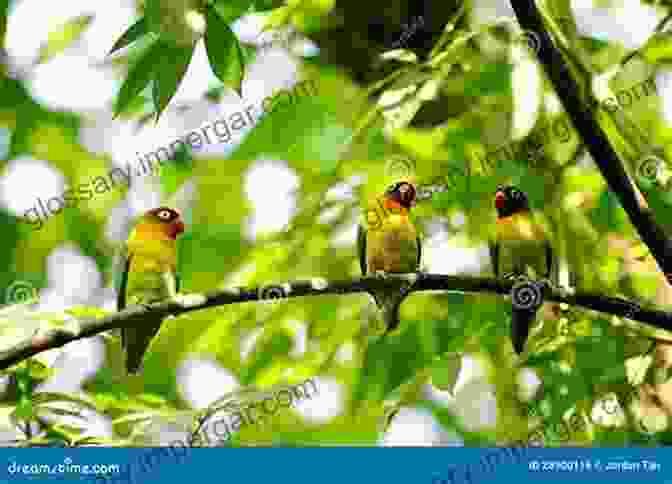 Two Birds Interacting In A Tree Sasol 300 Easy To See Birds In Southern Africa