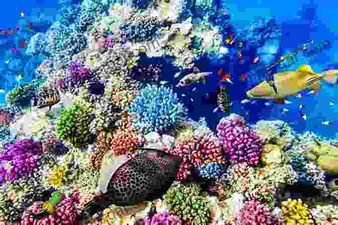 Underwater View Of The Great Barrier Reef With Colorful Coral And Fish Eastern Australia A Tour: Birds And Wildlife (Birding Travelogues)