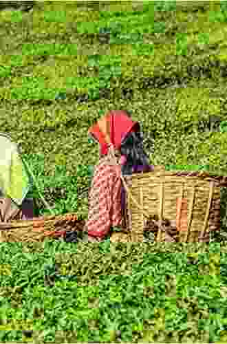 Tea Environments And Plantation Culture: Imperial Disarray In Eastern India