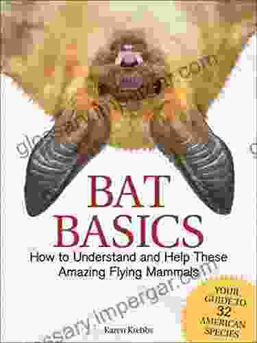 Bat Basics: How To Understand And Help These Amazing Flying Mammals